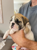 Photo №3. English bulldog. Serbia