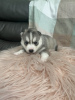 Photo №2 to announcement № 108612 for the sale of siberian husky - buy in United States private announcement