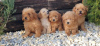 Photo №1. poodle (dwarf) - for sale in the city of Loznica | negotiated | Announcement № 114851