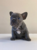 Photo №2 to announcement № 23739 for the sale of french bulldog - buy in Germany 