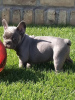 Photo №4. I will sell french bulldog in the city of Senta. breeder - price - negotiated