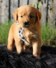 Photo №1. golden retriever - for sale in the city of Гамбург | 264$ | Announcement № 124493