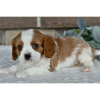 Photo №4. I will sell cavalier king charles spaniel in the city of Даллас. private announcement - price - 300$