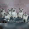 Photo №1. ragdoll - for sale in the city of Paris | negotiated | Announcement № 120537