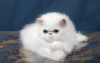 Photo №1. persian cat - for sale in the city of St. Petersburg | 260$ | Announcement № 66073
