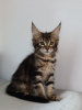 Photo №2 to announcement № 8187 for the sale of maine coon - buy in Poland private announcement