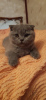 Photo №3. Purebred Scottish Fold kittens for sale. France