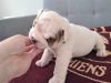 Additional photos: English bulldog fci