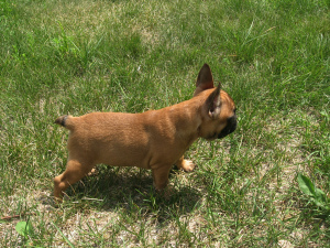 Photo №2 to announcement № 2995 for the sale of french bulldog - buy in Ukraine private announcement