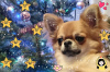 Photo №4. I will sell chihuahua in the city of Хаапсалу. private announcement, breeder - price - 1404$