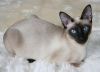 Photo №1. tonkinese cat - for sale in the city of Ardiya | negotiated | Announcement № 10293