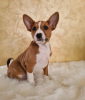 Photo №1. basenji - for sale in the city of Belgrade | negotiated | Announcement № 126814