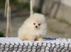 Additional photos: Beautiful Pomeranian puppies Boo