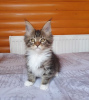 Additional photos: Maine Coon kitten with pedigree, black tiger with white
