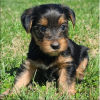 Photo №1. yorkshire terrier - for sale in the city of Филадельфия | Is free | Announcement № 10901