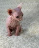 Photo №2 to announcement № 93315 for the sale of sphynx-katze - buy in United States private announcement