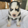 Photo №1. siberian husky - for sale in the city of Дублин | negotiated | Announcement № 51341