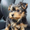 Photo №3. Amazing Yorkie puppies Business WhatsApp 37256062792. Belgium