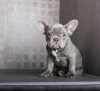 Photo №2 to announcement № 84369 for the sale of french bulldog - buy in United States private announcement