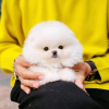 Photo №2 to announcement № 123036 for the sale of pomeranian - buy in Hungary private announcement