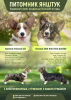 Photo №1. welsh corgi - for sale in the city of Москва | 1090$ | Announcement № 10606