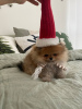 Photo №1. pomeranian - for sale in the city of Гамбург | 740$ | Announcement № 110360