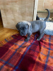 Photo №1. cane corso - for sale in the city of Амстердам | 634$ | Announcement № 87920