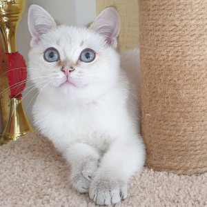 Photo №2 to announcement № 5215 for the sale of british shorthair - buy in Russian Federation from nursery