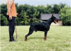 Additional photos: DOBERMAN puppies