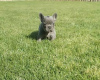 Photo №4. I will sell french bulldog in the city of Senta. breeder - price - negotiated