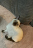 Photo №1. siamese cat - for sale in the city of Berlin | negotiated | Announcement № 74522