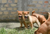 Additional photos: Shiba Inu puppies