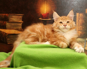 Photo №1. maine coon - for sale in the city of St. Petersburg | Negotiated | Announcement № 3052