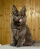 Photo №4. I will sell maine coon in the city of Vladimir. from nursery - price - 651$