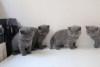 Photo №1. british shorthair - for sale in the city of Гамбург | 317$ | Announcement № 96083