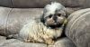 Photo №1. shih tzu - for sale in the city of Berlin | 370$ | Announcement № 116830