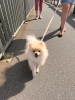 Photo №2 to announcement № 63679 for the sale of pomeranian - buy in Switzerland private announcement
