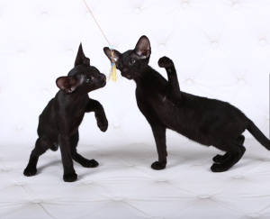 Photo №4. I will sell oriental shorthair in the city of Kiev. private announcement, from nursery, breeder - price - 601$