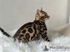 Additional photos: Gorgeous Bengal boys for breeding