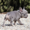 Photo №4. I will sell french bulldog in the city of Chemnitz. private announcement - price - 380$