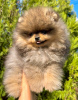 Photo №1. pomeranian - for sale in the city of Belgrade | Is free | Announcement № 98299