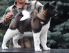 Photo №4. I will sell american akita in the city of Voronezh. from nursery, breeder - price - negotiated