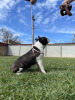 Photo №4. I will sell boston terrier in the city of Elemir. breeder - price - 528$