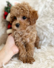 Photo №1. poodle (toy) - for sale in the city of Heidelberg | negotiated | Announcement № 86362