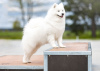 Photo №4. I will sell samoyed dog in the city of Poznan. breeder - price - negotiated