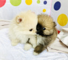 Photo №4. I will sell pomeranian in the city of New York. private announcement - price - 400$