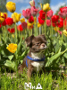 Photo №2 to announcement № 105210 for the sale of chihuahua - buy in Germany breeder