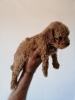 Photo №3. A poodle. Serbia