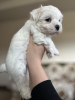 Photo №1. maltese dog - for sale in the city of Sioux Falls | negotiated | Announcement № 80856