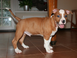 Photo №2 to announcement № 4272 for the sale of american staffordshire terrier - buy in Russian Federation from nursery